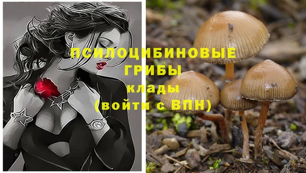 сатива Балахна